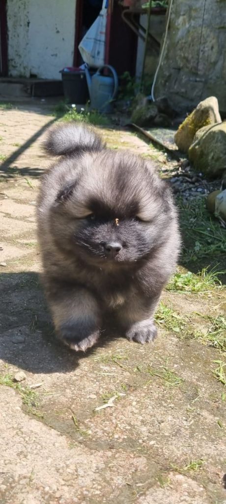 of Darkness Paradise - Chiot disponible  - Spitz allemand